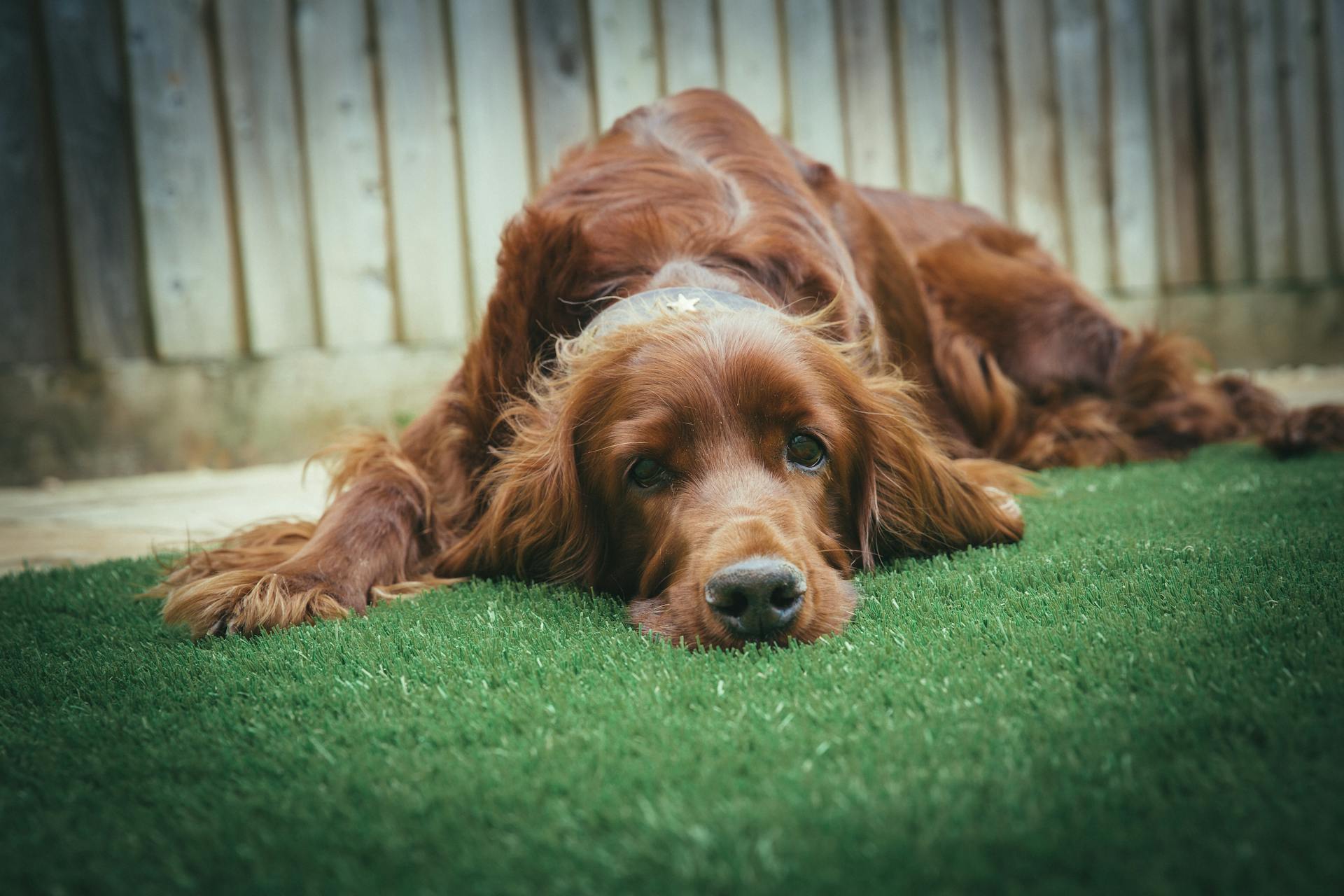  Irish Setter